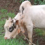 Z&eacute;bu sur l'&icirc;le de Mayotte (Comores)