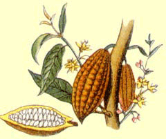 Cabosse et f&egrave;ves de cacao