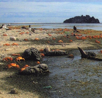 Habitants ordinaires de Clipperton : fous masqués et crabes rouges © Stéphane Dugast 2001