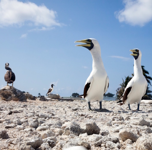 Producteurs de guano sur l'île de Clipperton (fous masqués) © Stéphane Dugast 2015