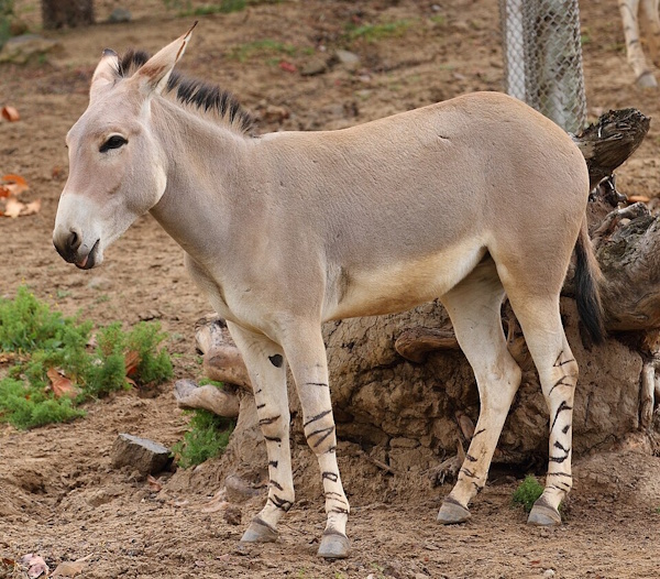 Domestication de l'âne sauvage de Nubie vers 4500 av. J.-C.