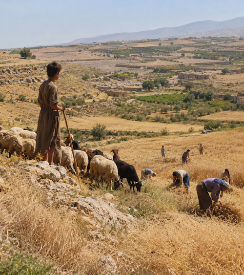 La moisson au nord de la Syrie n'a pas beaucoup changé depuis le Natoufien