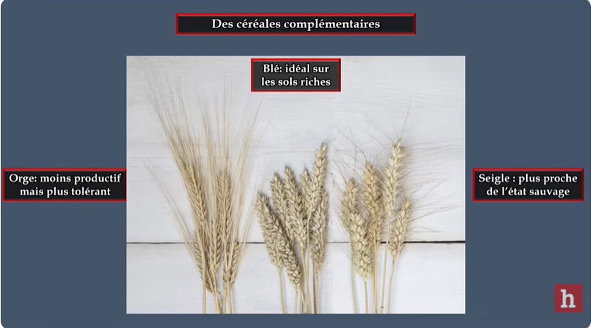 Différentes variétés de céréales