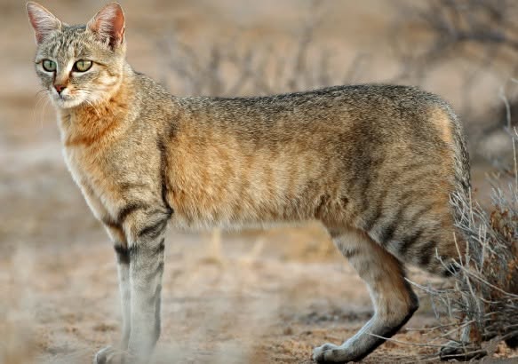 Le chat est sans doute le premier animal de compagnie qu'ait domestiqué l'Homme, afin qu'il protège les greniers des rats