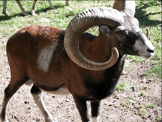 L'élevage a conduit à la sélection génétique des animaux ; ici le mouflon primitif et le mouton qui en est issu (agrandissement)