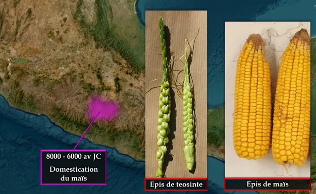 La domestication du maïs au Mexique