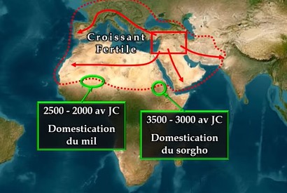 La domestication du mil et du sorgho en Afrique