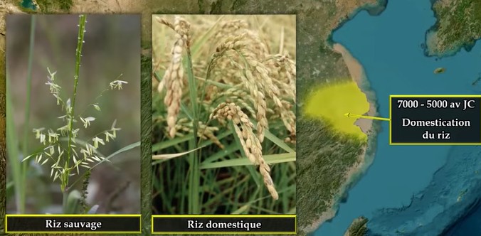 La domestication du riz en Chine du Sud