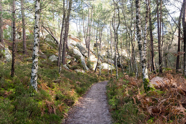 Sentier de randonnée en forêt de Fontainebleau