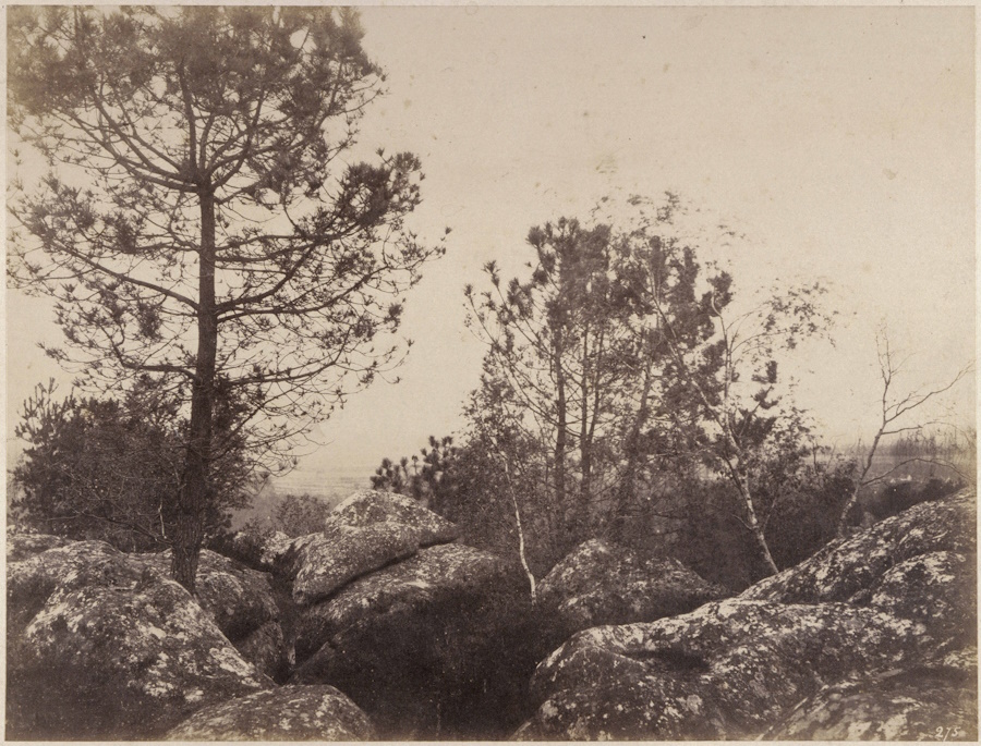 Eugène Cuvelier, Roches et pins dans la forêt de Fontainebleau, vers 1860, photographie (épreuve sur papier salé à partir d?un négatif papier ciré), 25,4×33,5 cm. Musée d?Orsay, Paris, France.