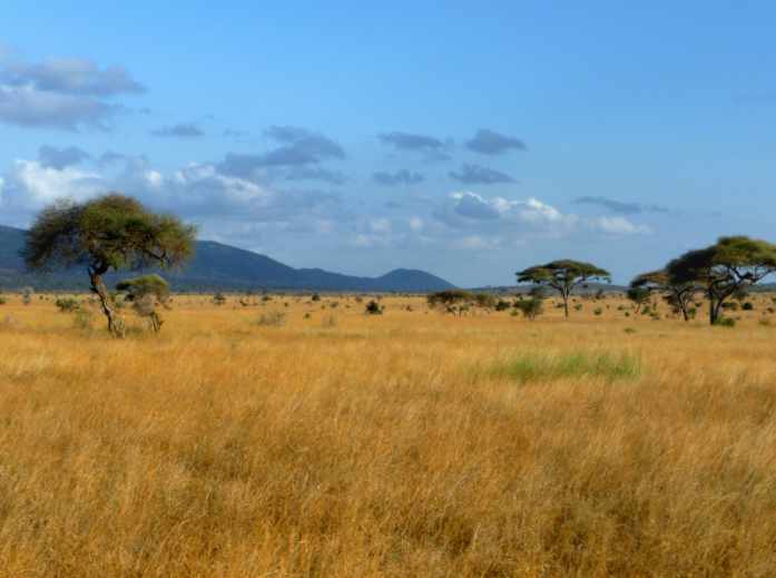 Une savane arborée comme celle qui recouvrait le Sahara il y a un peu plus de dix mille ans