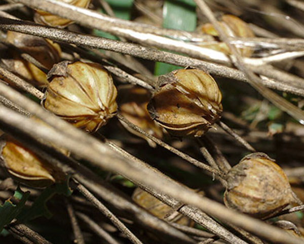 Rouissage du lin en champs par la rosée à Morsan (Eure). Agrandissement : Rouissage du lin par immersion dans l'eau, vers 1945, ministère de l'Agriculture, Washington, National Archives.