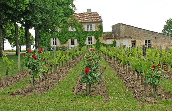 Vignes de Clos Fourtet, terroir de Saint-Émilion. Agrandissement : vignes sur les toits de Paris.