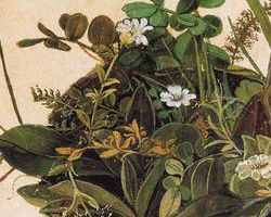 Une petite touffe d'herbe (Albrecht Dürer)