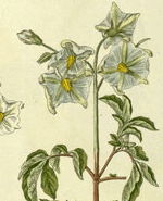 Fleur de pomme de terre (Elisabeth Blackwell. Herbarium Blackwellianum emendatum et auctum, idest, Collectio stirpium. Nuremberg, 1760)