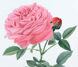 Annica Bricogne, Rose de la reine, Planche extraite de Choix des plus belles roses peintes d'apr�s nature de Victor P&acirc;quet, 1855, Paris, Biblioth�que de la Soci�t� nationale d'horticulture de France