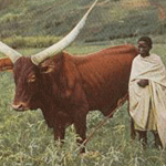 Pasteur tutsi du Rwanda