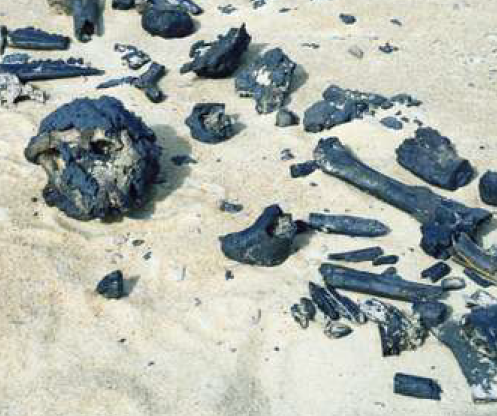 Le crâne de Toumaï et le fémur de la discorde